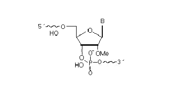 2’OMe-RNA