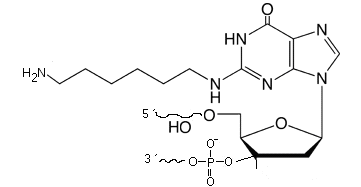 Amino N2-C6sp-dG